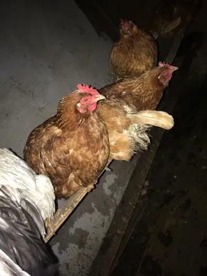 Клоацит у кур несушек – причины и как помочь курице | Курочка | Дзен