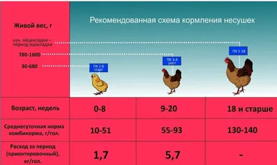 Выпадение яйцевода у кур. Как лечить? | КурсотВет или дневник мини-  фермера. | Дзен