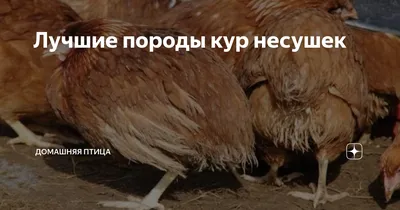 Куры Несушки. Особенности содержания и кормления. | Инкубатор \"Саратовский\"  | Дзен