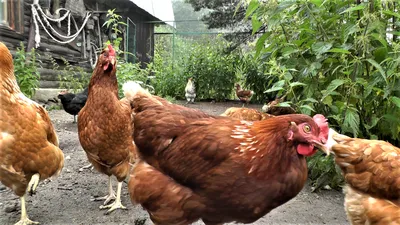 Куры клюют яйца - что делать? | Куриная жизнь от А до Я | Дзен