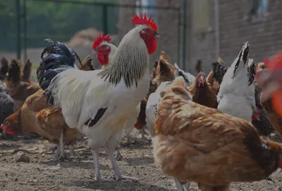 Почему выпадает клоака у цыплят бройлеров - YouTube