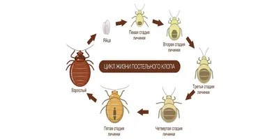 Маленькие переносчики возбудителей различных заболеваний у вас дома. |  Latte Coffe | Дзен