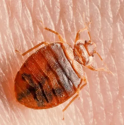 Frequently Asked Questions About Bed Bugs