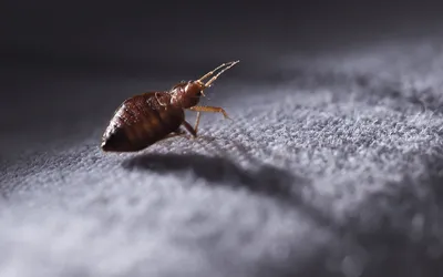 Нашествие клопов во Франции: как маленькие насекомые стали большой  проблемой? - Рамблер/новости