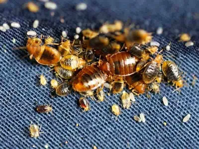 Why do bed bugs appear in the couch and how to get rid of them - YouTube