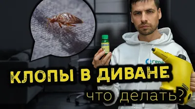 Чем вытравить клопов из дивана: как и чем вывести клопов в диване?