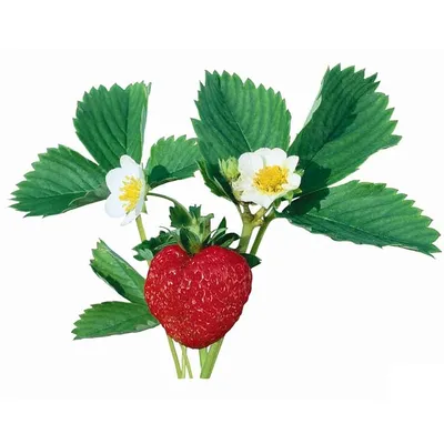 Клубника Королева Елизавета Strawberry Queen Elizabeth - купить саженцы  ягодных культур с доставкой по Украине в магазине Добродар