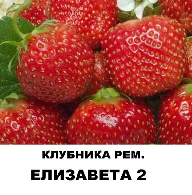 Семена Клубника Королева Елизавета купить по низкой цене в  интернет-магазине - Интернет-магазин «СЕМЕНА ТУТ»