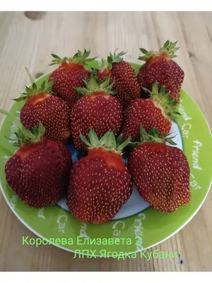 Клубника Королева Елизавета Strawberry Queen Elizabeth - купить саженцы  ягодных культур с доставкой по Украине в магазине Добродар