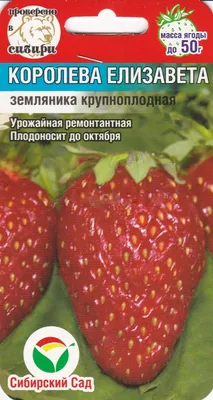 Клубника Елизавета: описание сорта и особенности ухода