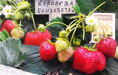 Продажа - Клубника Елизавета II