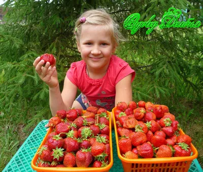 Клубника Королева Елизавета Strawberry Queen Elizabeth - купить саженцы  ягодных культур с доставкой по Украине в магазине Добродар