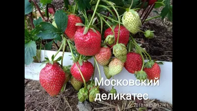 Клубника Московский деликатес - YouTube