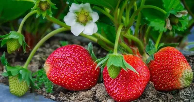 Где купить рассаду клубники? Пять вариантов обзавестись летней ягодой -  МК-Латвия