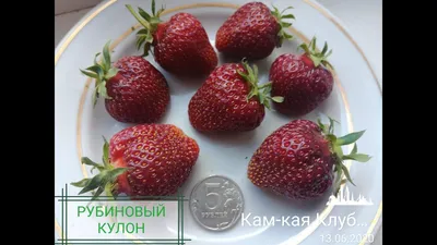 Клубника \"Рубиновый кулон\" саженцы