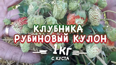 Клубника Рубиновый кулон - купить саженцы с доставкой по России