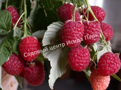 Земляника садовая (Fragaria) 'Рубиновый кулон' - «А такой кулончик  нравится?» | отзывы