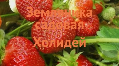 Клубника Эльсанта саженцы Оптом и в Розницу Koneva-Plant