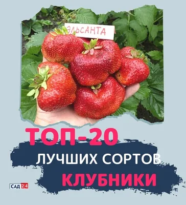 Клубника Азия (ранний сорт) купить по цене 240.00₽ за 5 шт. в Зернограде в  интернет-магазине «Посадика»