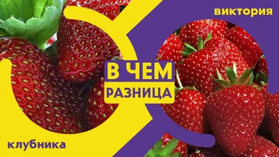 Почему Викторию называют Клубникой? страница 3