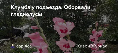 Красные гладиолусы на клумбе фото …» — создано в Шедевруме