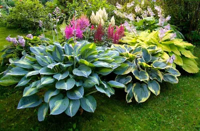 Яркие растения для тенистой клумбы | уДачный сад | Дзен