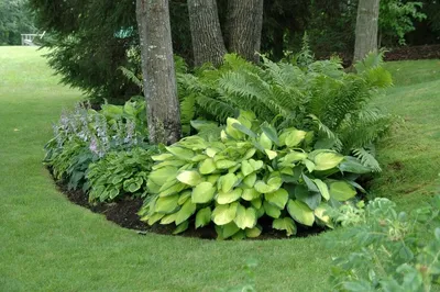 Растения-компаньоны для хосты: 10 идей, с чем сочетать королеву тенистых  садов