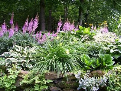 Колючие секреты: создаем на своем участке хвойный сад / 7dach.ru | Красивые  сады, Идеи для садового дизайна, Хоста растения