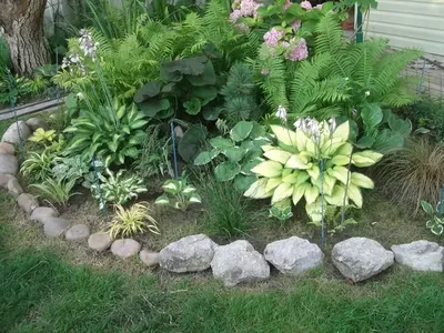 Хоста гибридная (Hosta х hybrium `Brim Cup`) - Клумбы - По областям  применения - Каталог - LESKOVO-PITOMNIK.ru