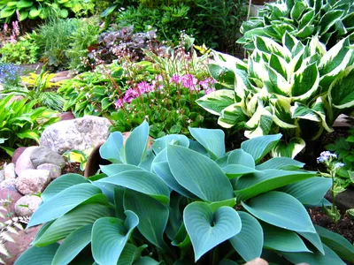 Хоста Тру Блю ( Hosta True Blue) C1 — Клумба 7