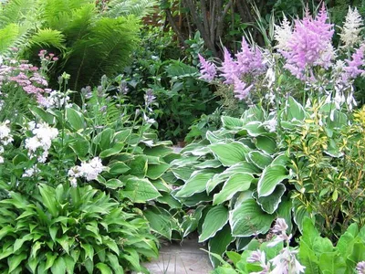 Создайте уникальную атмосферу в своем саду с помощью хосты и умелого  оформления тенистых участков! - Green Market