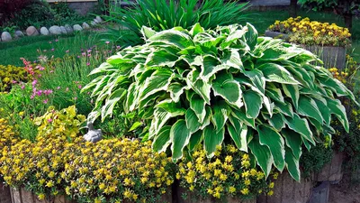 Хоста гибридная (Hosta х hybrium `Great Expectations`) - Клумбы - По  областям применения - Каталог - LESKOVO-PITOMNIK.ru