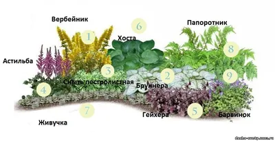 Эффектные и неприхотливые: какие цветы посадить на клумбы, чтобы было  меньше хлопот