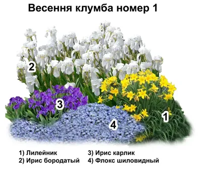 Ирис болотный (Iris pseudacorus) - Клумбы - По областям применения -  Каталог - LESKOVO-PITOMNIK.ru