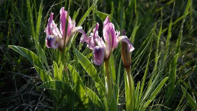 Ирис сибирский (Iris sibirica `Gull`s Wing`) - Клумбы - По областям  применения - Каталог - LESKOVO-PITOMNIK.ru