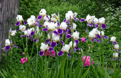 Ирисы: очаровательные цветы для любой клумбы или приусадебного участка -  полезные статьи о садоводстве от Agro-Market