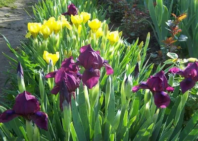 Ирис в саду: оформление сада ирисами | Любимые цветы