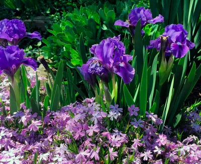 Ирисы: очаровательные цветы для любой клумбы или приусадебного участка -  полезные статьи о садоводстве от Agro-Market