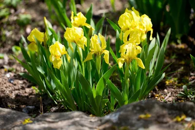 Клумба Iris Sibirica В Саду С Голубыми Ирисами И Пышными Зелеными Кустами И  Изгородями — стоковые фотографии и другие картинки Ирис - растение - iStock