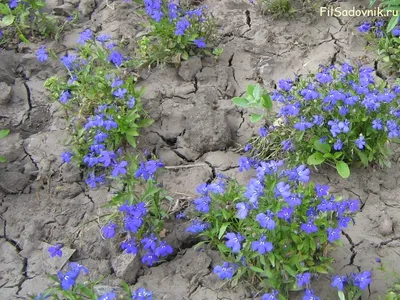 Необычные клумбы для цветов своими руками - 76 фото