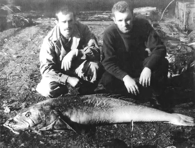 Сибас чилийский (Клыкач патагонский) замороженный тушка 8-10кг - купить по  цене: 6090 руб./кг в интернет-магазине \"РыбоедовЪ\"