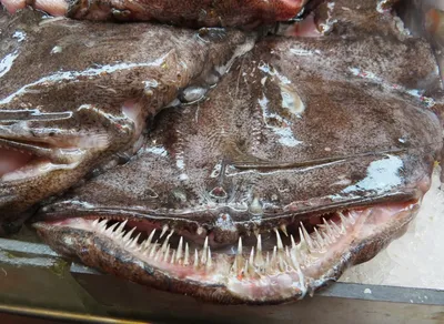 Ua.fish.odessa - К вашему вниманию друзья 🔘Рыба Клыкач🔘 Арктический  Вылов🌊Мурманск белого золота Южного океана», так называют эту деликатесную  рыбу за белоснежное мясо с целебными свойствами и великолепным вкусом. 🚀  Клыкач - рыба🦈семейства