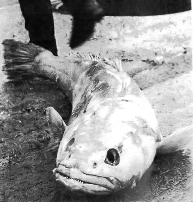 Клыкач патагонский Стейк » Свежемороженая » По приготовлению » Рыба Якутии
