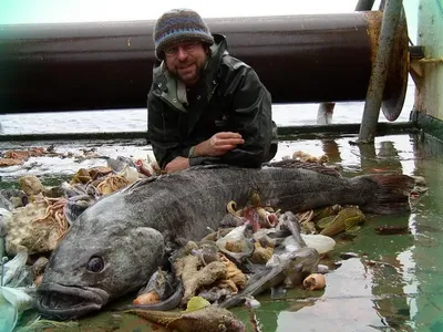 🐟 Клыкач купить в Москве рыбу по цене за 1 кг от 2550 руб -  интернет-магазин Дикоед