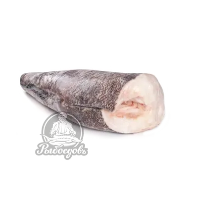 Патагонский клыкач.Чудо-Юдо-рыба кит! | ВКонтакте