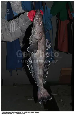 Рыба клыкач на гриле - пошаговый рецепт с фото на Повар.ру