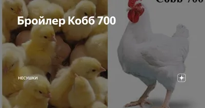 Бройлер Кобб 700 | НесУшки | Дзен