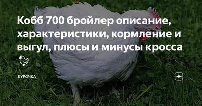 Продам: суточные цыплята Кобб 700, Росс 308 в Тольятти