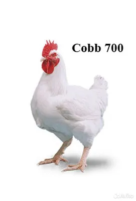 Инкубационное яйцо Кобб 700 купить на Зозу.ру