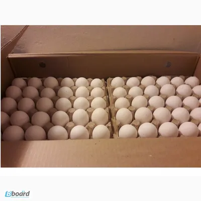 Кормовая добавка для кур Кальфомикс для домашней птицы ( 700 гр/уп ) 1шт. -  купить с доставкой по выгодным ценам в интернет-магазине OZON (1149615078)